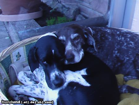 Deutsch Kurzhaar Hunde Foto 22701 in höherer Auflösung ansehen Deutsch Kurzhaar Kelly13Jahre&Frodo2Jahre