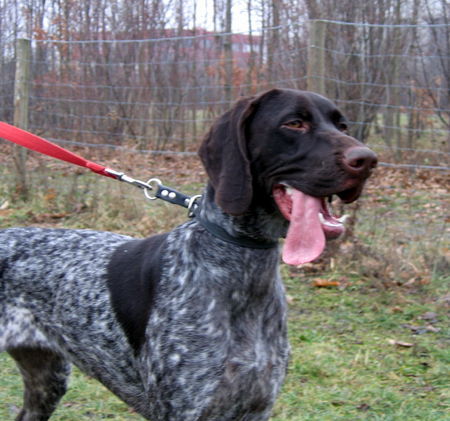 Deutsch Kurzhaar Hunde Foto 40845 in höherer Auflösung ansehen Deutsch Kurzhaar joy 16monate