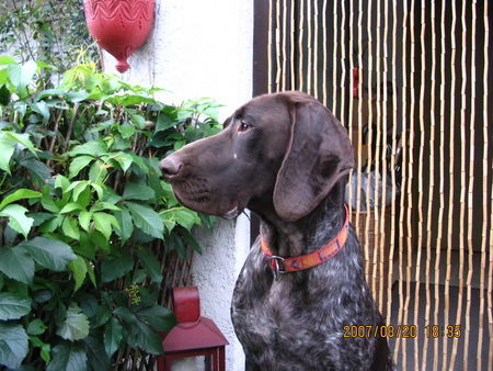 Deutsch Kurzhaar Hunde Foto 41745 Deutsch Kurzhaar Elo vom Düpenautal ( 10 Mon. )