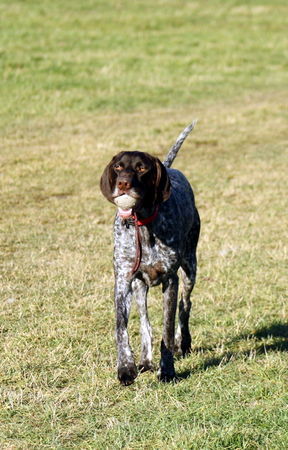Deutsch Kurzhaar Hunde Foto 43368 in höherer Auflösung ansehen Deutsch Kurzhaar joy 2jahre
