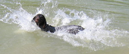 Deutsch Kurzhaar Hunde Foto 39491 in höherer Auflösung ansehen Deutsch Kurzhaar wasserspiele