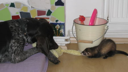 Deutsch Kurzhaar Hunde Foto 38961 in höherer Auflösung ansehen Deutsch Kurzhaar kampf um plüschhasen(-: