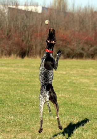 Deutsch Kurzhaar Hunde Foto 43365 in höherer Auflösung ansehen Deutsch Kurzhaar joy 2jahre