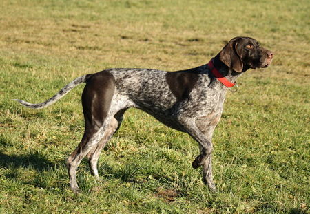 Deutsch Kurzhaar Hunde Foto 43364 in höherer Auflösung ansehen Deutsch Kurzhaar joy 2jahre