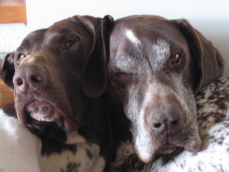 Deutsch Kurzhaar Hunde Foto 33070 in höherer Auflösung ansehen Deutsch Kurzhaar Kalle (2) und Lukas (9)