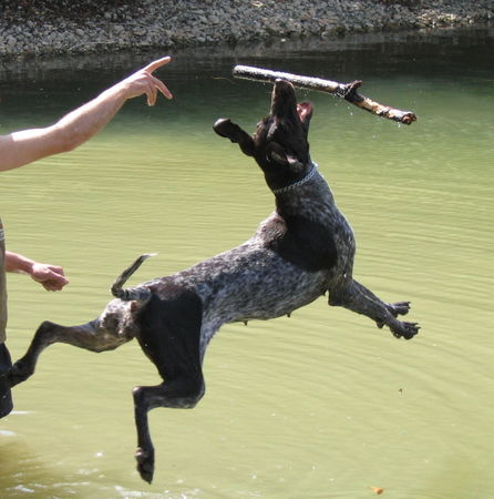 Deutsch Kurzhaar Hunde Foto 39504 in höherer Auflösung ansehen Deutsch Kurzhaar Action(joy11mon.)