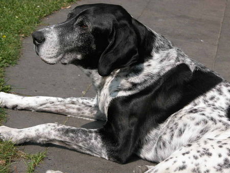 Deutsch Kurzhaar Hunde Foto 35177 in höherer Auflösung ansehen Deutsch Kurzhaar Andy--14 1/2 Jahre