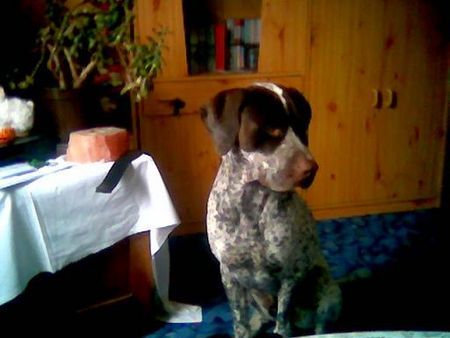 Deutsch Kurzhaar Hunde Foto 28309 in höherer Auflösung ansehen Deutsch Kurzhaar jackson