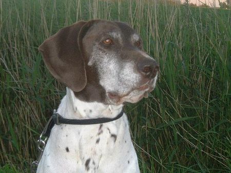 Deutsch Kurzhaar Hunde Foto 30183 Deutsch Kurzhaar 13 Jahre und noch fit