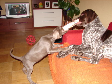 Deutsch Kurzhaar Hunde Foto 42029 Deutsch Kurzhaar Spielstunde