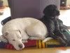 Deutsch Kurzhaar Hunde Foto 11178 Deutsch Kurzhaar Milan DKH 1,5 Jahre