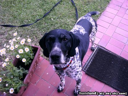 Deutsch Kurzhaar Hunde Foto 4651 Deutsch Kurzhaar Unser