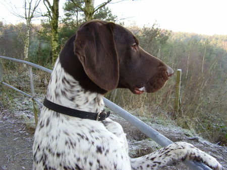 Deutsch Kurzhaar Hunde Foto 30566 in höherer Auflösung ansehen Deutsch Kurzhaar