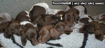 Deutsch Kurzhaar Hunde Foto 4979 Deutsch Kurzhaar unsere Welpen