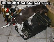 Deutsch Kurzhaar Hunde Foto 4974 Deutsch Kurzhaar unsere Sekretärin Alana