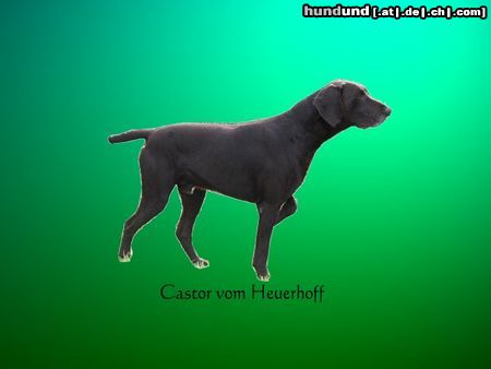 Deutsch Kurzhaar Hunde Foto 6001 Deutsch Kurzhaar Castor vom Heuerhoff