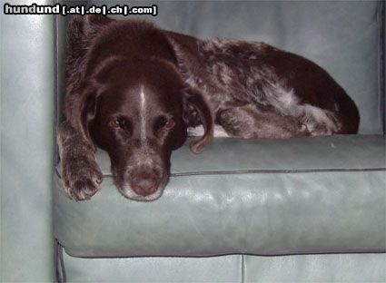 Deutsch Kurzhaar Hunde Foto 21203 Deutsch Kurzhaar Unvergessene Schoko