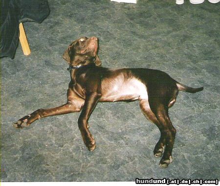 Deutsch Kurzhaar Hunde Foto 11344 Deutsch Kurzhaar In Erinnerung an meinen sensiblen und treuen Gedfährten MURPHY