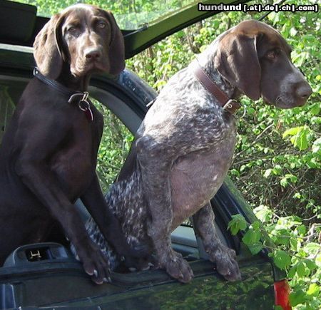 Deutsch Kurzhaar Hunde Foto 14564 Deutsch Kurzhaar Indira & Iltis vom Klosterwald