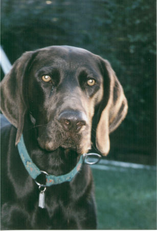 Deutsch Kurzhaar Hunde Foto 41764 in höherer Auflösung ansehen Deutsch Kurzhaar unser bester
