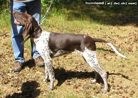 Deutsch Kurzhaar Hunde Foto 4655 Deutsch Kurzhaar Waxpod's Nando Alana; mein Deutsch Kurzhaar