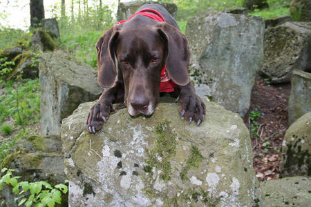 Deutsch Kurzhaar Hunde Foto 31346 in höherer Auflösung ansehen Deutsch Kurzhaar Huch, ist das hoch - Henry als Klettermaxe.