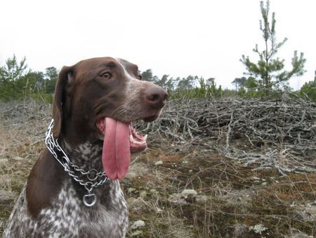 Deutsch Kurzhaar Hunde Foto 37656 Deutsch Kurzhaar Bitute