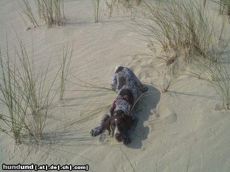 Deutsch Kurzhaar Hunde Foto 26351 Deutsch Kurzhaar