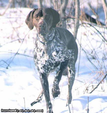 Deutsch Kurzhaar Hunde Foto 18495 in höherer Auflösung ansehen Deutsch Kurzhaar Boris von der Oldenburg
