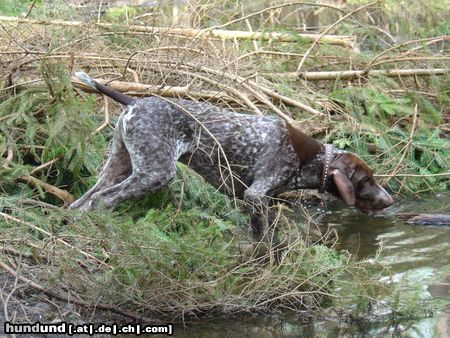 Deutsch Kurzhaar Hunde Foto 10963 Deutsch Kurzhaar Brutus mit 5 Monaten