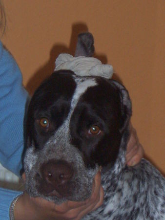 Deutsch Kurzhaar Hunde Foto 28307 Deutsch Kurzhaar das ist nicht freiwillig
