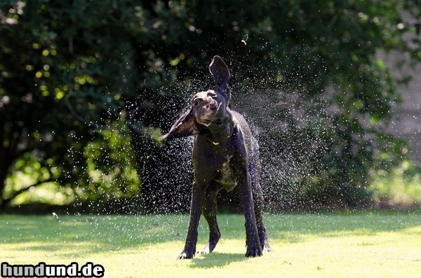 Deutsch Kurzhaar Hunde Foto 47149 Deutsch Kurzhaar Deutsch Kurzhaar Hündin- Schüttelfoto