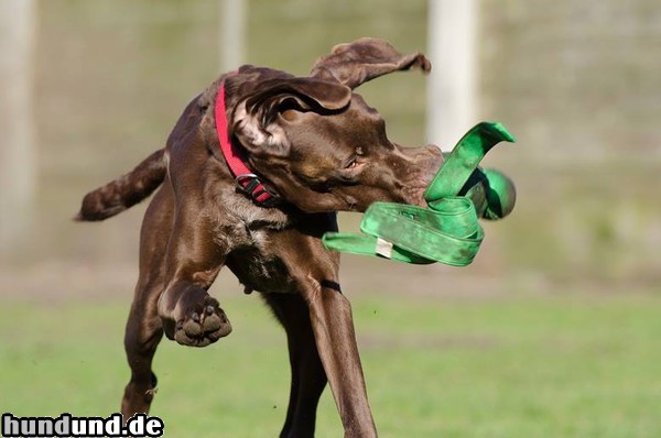 Deutsch Kurzhaar Hunde Foto 47103 Deutsch Kurzhaar Deutsch Kurzhaar Hündin