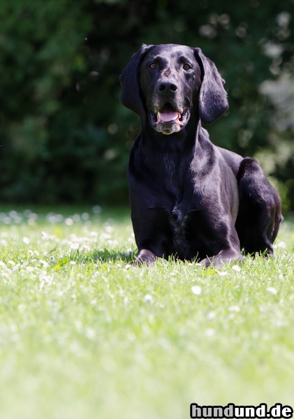 Deutsch Kurzhaar Hunde Foto 47154 Deutsch Kurzhaar Deutsch Kurzhaar Hündin- 8 Jahre alt