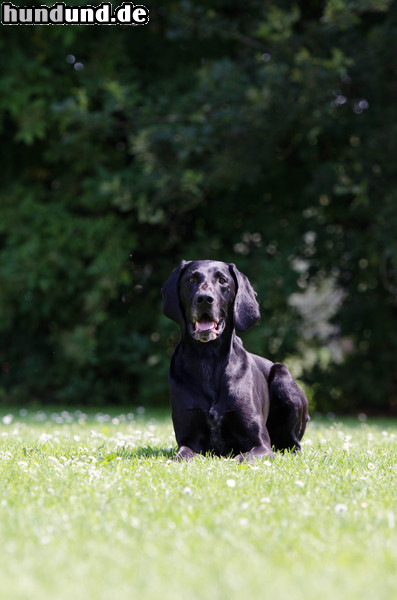 Deutsch Kurzhaar Hunde Foto 47156 Deutsch Kurzhaar Deutsch Kurzhaar Hündin- 8 Jahre alt