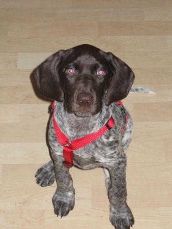 Deutsch Kurzhaar Hunde Foto 35789 Deutsch Kurzhaar joy-12wochen alt