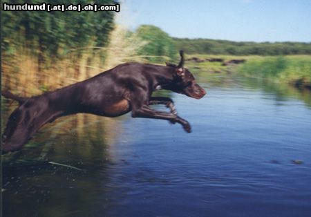 Deutsch Kurzhaar Hunde Foto 2897 Deutsch Kurzhaar Deutsch Kurzhaar in Russia