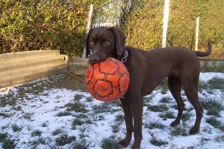 Deutsch Kurzhaar Hunde Foto 43278 Deutsch Kurzhaar ein spiel gefällig