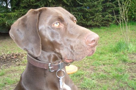 Deutsch Kurzhaar Hunde Foto 41655 Deutsch Kurzhaar gina 1jahr