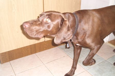 Deutsch Kurzhaar Hunde Foto 43318 Deutsch Kurzhaar achtung ein vögelchen