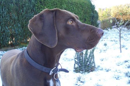 Deutsch Kurzhaar Hunde Foto 43266 Deutsch Kurzhaar meine gina