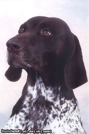 Deutsch Kurzhaar Hunde Foto 16521 in höherer Auflösung ansehen Deutsch Kurzhaar IntCH EuViceCH RJCH RCHCL MdCH Irbis vom Hege-Haus