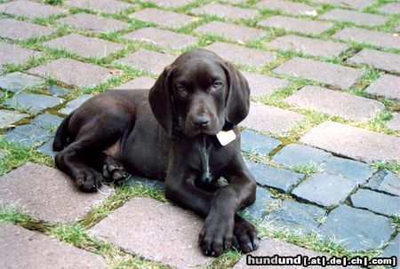 Deutsch Kurzhaar Hunde Foto 21929 in höherer Auflösung ansehen Deutsch Kurzhaar Henry (Hans) vom Geestmoor