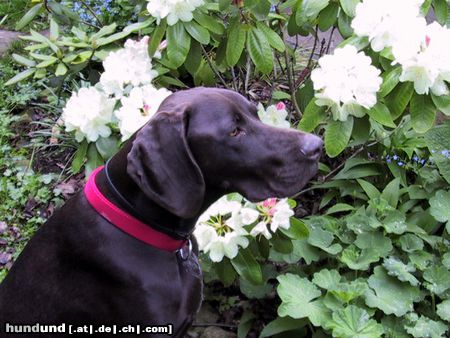 Deutsch Kurzhaar Hunde Foto 21930 in höherer Auflösung ansehen Deutsch Kurzhaar Henry (Hans) vom Geestmoor