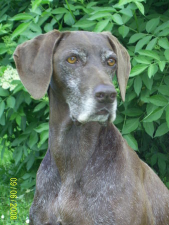 Deutsch Kurzhaar Hunde Foto 42797 in höherer Auflösung ansehen Deutsch Kurzhaar Hina von der Asseburg, 8 Jahre