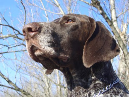 Deutsch Kurzhaar Hunde Foto 40743 Deutsch Kurzhaar Czako z Czarnego Dworu