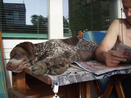 Deutsch Kurzhaar Hunde Foto 42929 Deutsch Kurzhaar soo... ein Leben