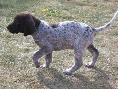 Deutsch Kurzhaar Hunde Foto 35014 Deutsch Kurzhaar joy,5wochen alt
