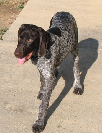 Deutsch Kurzhaar Hunde Foto 37422 Deutsch Kurzhaar joy 6mon.