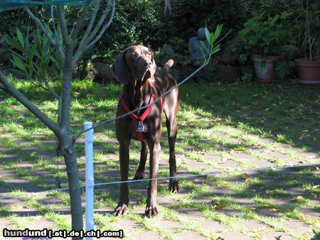 Deutsch Kurzhaar Hunde Foto 21924 Deutsch Kurzhaar Henry (Hans) vom Geestmoor